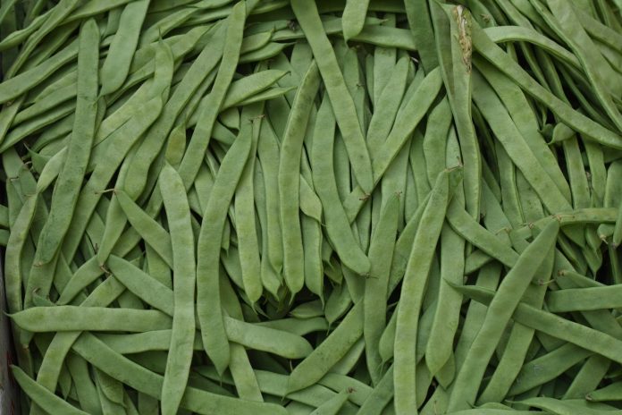 Top view of fresh, nutritious organic green snap beans, perfect for healthy recipes.
